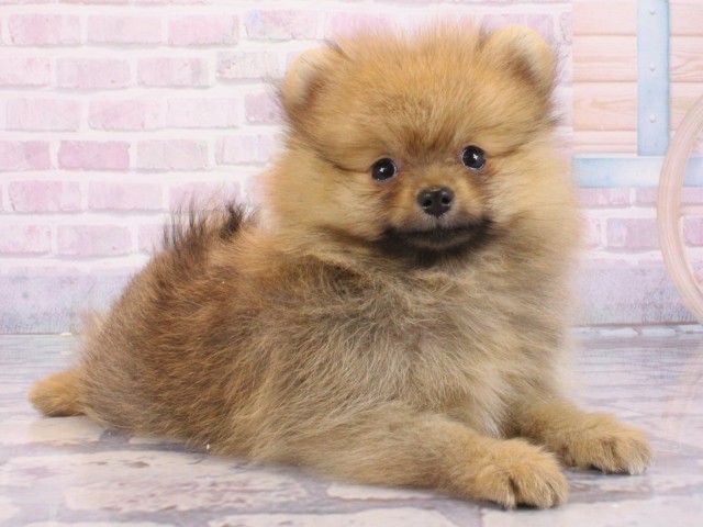 大阪府のポメラニアン (Coo&RIKU和泉店/2025年12月25日生まれ/男の子/オレンジ)の子犬の1枚目の画像