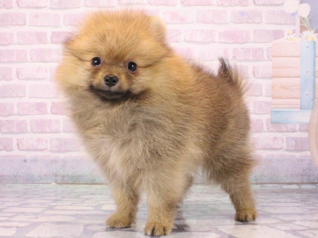 大阪府のポメラニアン (Coo&RIKU和泉店/2025年12月25日生まれ/男の子/オレンジ)の子犬の2枚目の画像