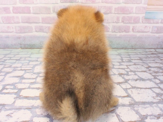 大阪府のポメラニアン (Coo&RIKU和泉店/2025年12月25日生まれ/男の子/オレンジ)の子犬の3枚目の画像