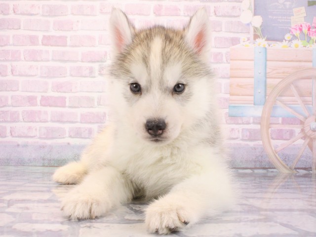 京都府のシベリアンハスキー (Coo&RIKU舞鶴店/2025年12月24日生まれ/女の子/シルバーホワイト)の子犬の1枚目の画像