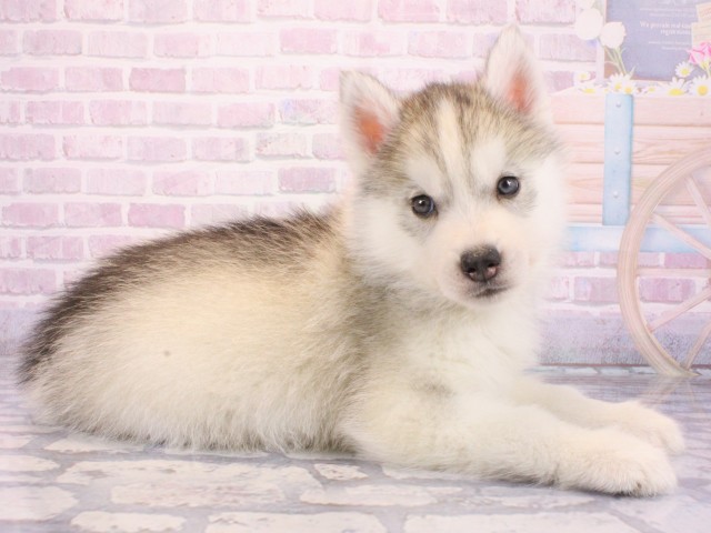 京都府のシベリアンハスキー (Coo&RIKU舞鶴店/2025年12月24日生まれ/女の子/シルバーホワイト)の子犬の2枚目の画像