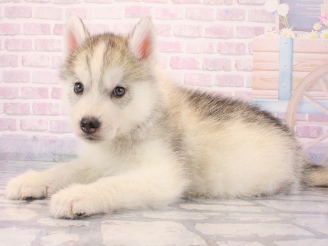 京都府のシベリアンハスキー (Coo&RIKU舞鶴店/2025年12月24日生まれ/女の子/シルバーホワイト)の子犬の3枚目の画像