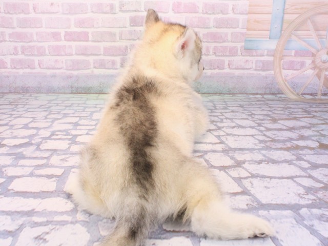 京都府のシベリアンハスキー (Coo&RIKU舞鶴店/2025年12月24日生まれ/女の子/シルバーホワイト)の子犬の4枚目の画像