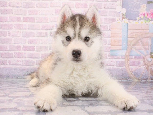 兵庫県のシベリアンハスキー (Coo&RIKU三木店/2025年12月24日生まれ/女の子/シルバーホワイト)の子犬の1枚目の画像