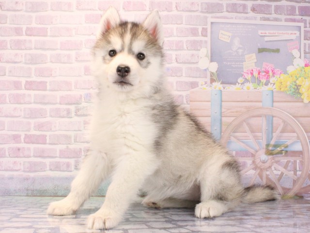 兵庫県のシベリアンハスキー (Coo&RIKU三木店/2025年12月24日生まれ/女の子/シルバーホワイト)の子犬の3枚目の画像