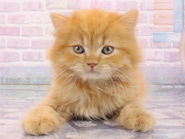 兵庫県のスコティッシュフォールド (Coo&RIKU明石店/2025年12月24日生まれ/男の子/レッドタビー)の子猫の1枚目の画像