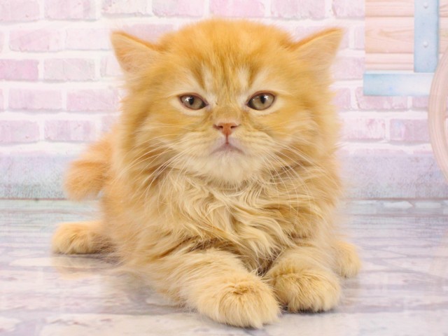 兵庫県のスコティッシュフォールド (Coo&RIKU姫路店/2025年12月24日生まれ/男の子/レッドタビー)の子猫の1枚目の画像