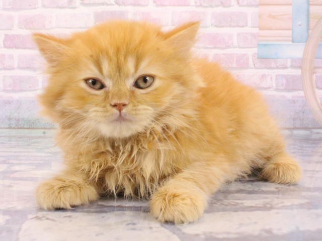 兵庫県のスコティッシュフォールド (Coo&RIKU姫路店/2025年12月24日生まれ/男の子/レッドタビー)の子猫の3枚目の画像