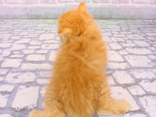 兵庫県のスコティッシュフォールド (Coo&RIKU姫路店/2025年12月24日生まれ/男の子/レッドタビー)の子猫の4枚目の画像