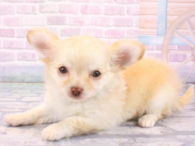 京都府のチワワ(ロング) (Coo&RIKU舞鶴店/2025年12月23日生まれ/男の子/クリーム)の子犬の2枚目の画像