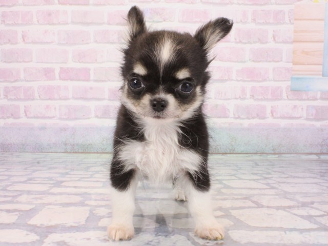 京都府のチワワ(ロング) (Coo&RIKU舞鶴店/2025年12月23日生まれ/男の子/クリーム)の子犬の4枚目の画像