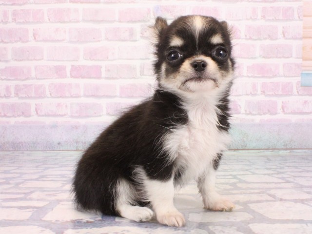 奈良県のチワワ(ロング) (Coo&RIKU奈良新庄店/2025年12月22日生まれ/女の子/ブラックタンホワイト)の子犬の1枚目の画像