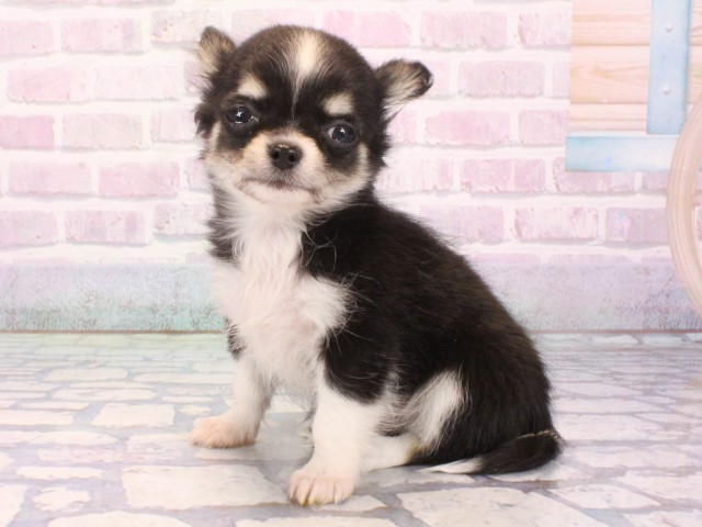 奈良県のチワワ(ロング) (Coo&RIKU奈良新庄店/2025年12月22日生まれ/女の子/ブラックタンホワイト)の子犬の2枚目の画像