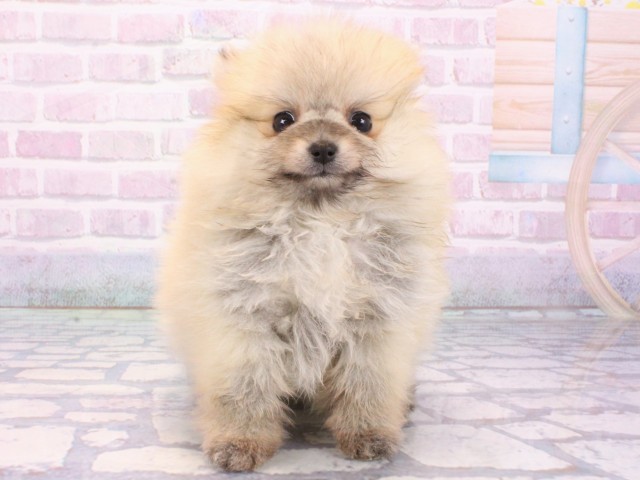 奈良県のチワワ(ロング) (Coo&RIKU奈良新庄店/2025年12月22日生まれ/女の子/ブラックタンホワイト)の子犬の4枚目の画像