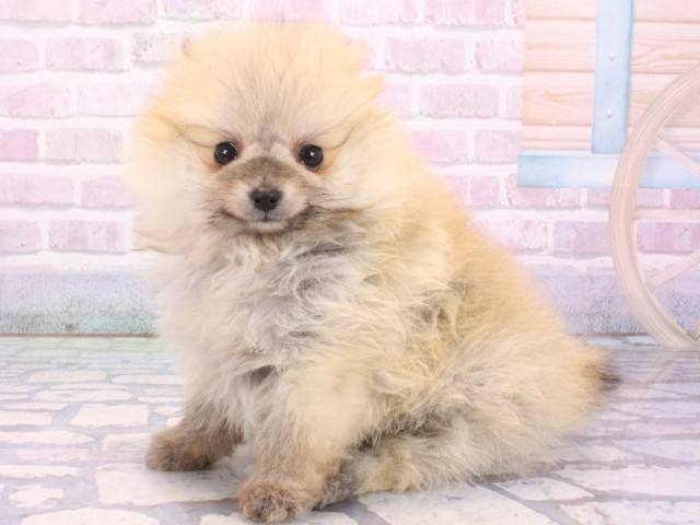 大阪府のポメラニアン (Coo&RIKU天王寺店/2025年12月25日生まれ/女の子/ウルフセーブル)の子犬の1枚目の画像