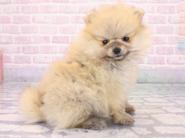 大阪府のポメラニアン (Coo&RIKU天王寺店/2025年12月25日生まれ/女の子/ウルフセーブル)の子犬の2枚目の画像