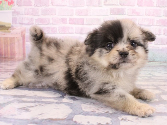 大阪府のポメチワ/チワポメ/ポメチー(ポメラニアン×チワワ) (Coo&RIKU茶屋町店/2025年12月25日生まれ/女の子/ブルーマール)の子犬の2枚目の画像