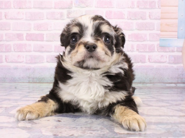 大阪府のポメチワ/チワポメ/ポメチー(ポメラニアン×チワワ) (Coo&RIKU茶屋町店/2025年12月25日生まれ/女の子/ブルーマール)の子犬の4枚目の画像