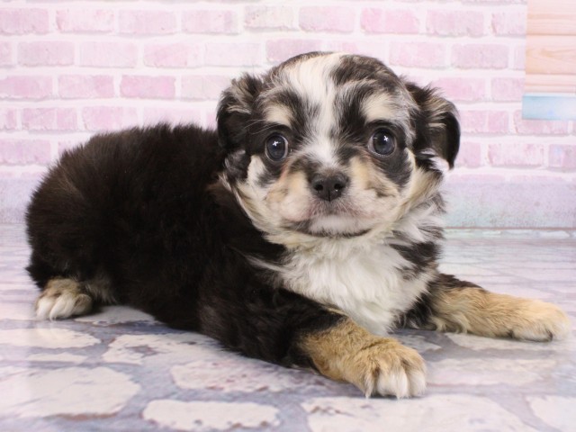 京都府のチワワ(ロング) (Coo&RIKU京都河原町店/2025年12月23日生まれ/女の子/ブルーマール)の子犬の2枚目の画像