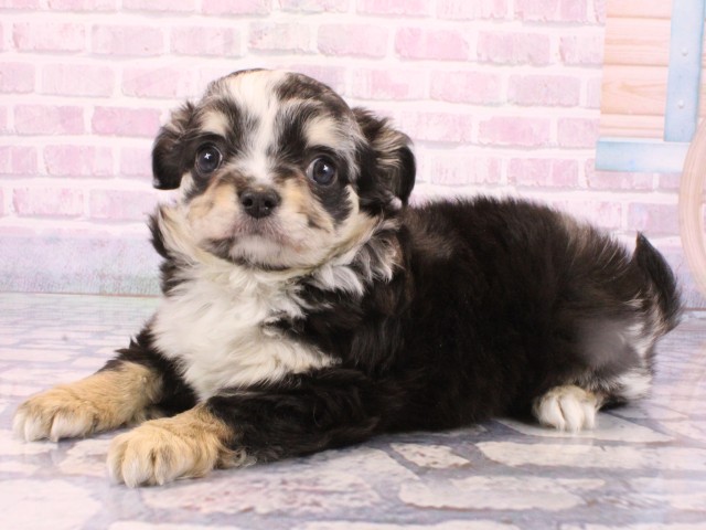 京都府のチワワ(ロング) (Coo&RIKU京都河原町店/2025年12月23日生まれ/女の子/ブルーマール)の子犬の3枚目の画像