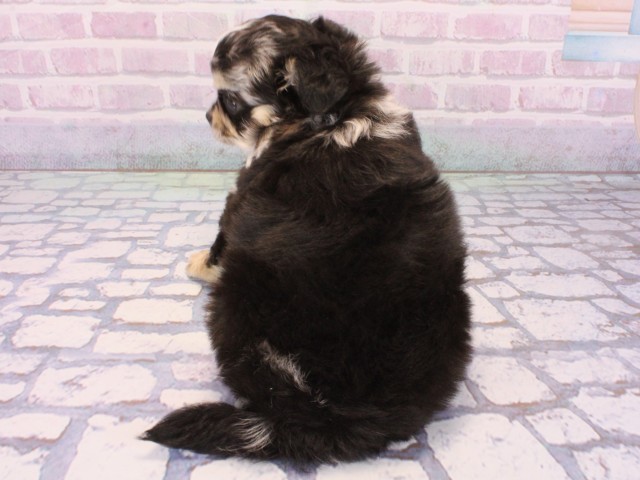 京都府のチワワ(ロング) (Coo&RIKU京都河原町店/2025年12月23日生まれ/女の子/ブルーマール)の子犬の4枚目の画像