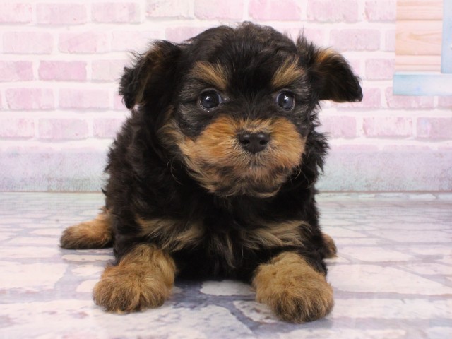 京都府のポメプー(ポメラニアン×プードル) (Coo&RIKU京都河原町店/2025年12月24日生まれ/女の子/ブラックタン)の子犬の1枚目の画像