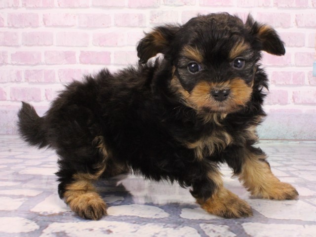 京都府のポメプー(ポメラニアン×プードル) (Coo&RIKU京都河原町店/2025年12月24日生まれ/女の子/ブラックタン)の子犬の2枚目の画像