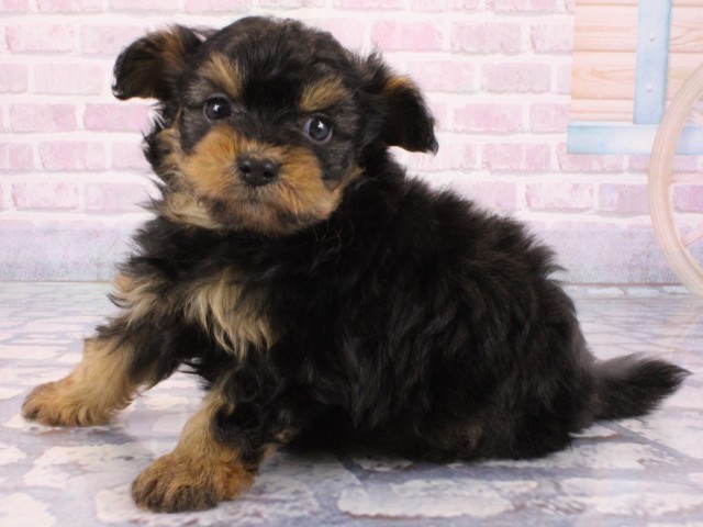 京都府のポメプー(ポメラニアン×プードル) (Coo&RIKU京都河原町店/2025年12月24日生まれ/女の子/ブラックタン)の子犬の3枚目の画像