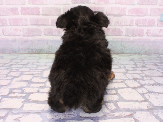 京都府のポメプー(ポメラニアン×プードル) (Coo&RIKU京都河原町店/2025年12月24日生まれ/女の子/ブラックタン)の子犬の4枚目の画像