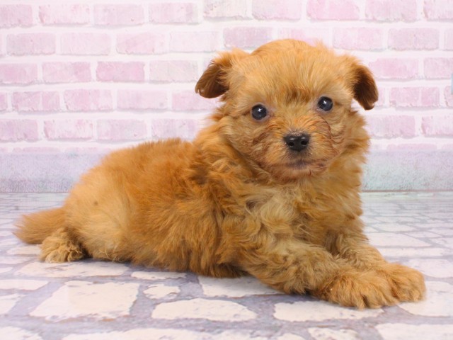 兵庫県のハーフ犬・ミックス犬 (Coo&RIKU丹波店/2025年12月24日生まれ/男の子/レッド)の子犬の1枚目の画像