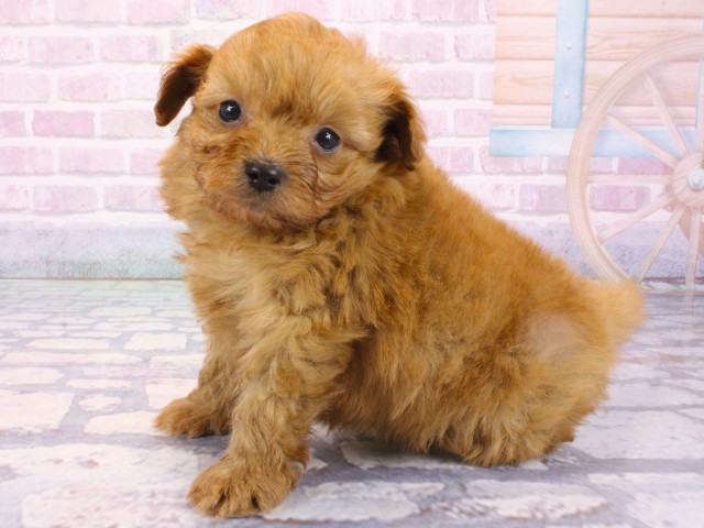 兵庫県のハーフ犬・ミックス犬 (Coo&RIKU丹波店/2025年12月24日生まれ/男の子/レッド)の子犬の2枚目の画像