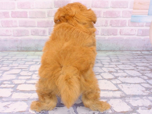 兵庫県のハーフ犬・ミックス犬 (Coo&RIKU丹波店/2025年12月24日生まれ/男の子/レッド)の子犬の3枚目の画像