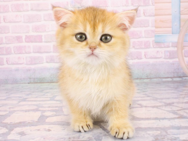 兵庫県のハーフ犬・ミックス犬 (Coo&RIKU丹波店/2025年12月24日生まれ/男の子/レッド)の子犬の4枚目の画像