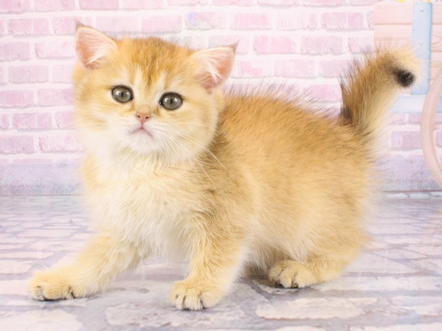 大阪府のブリティッシュショートヘアー (Coo&RIKU心斎橋店/2025年12月12日生まれ/女の子/ゴールデンティックドタビー)の子猫の2枚目の画像