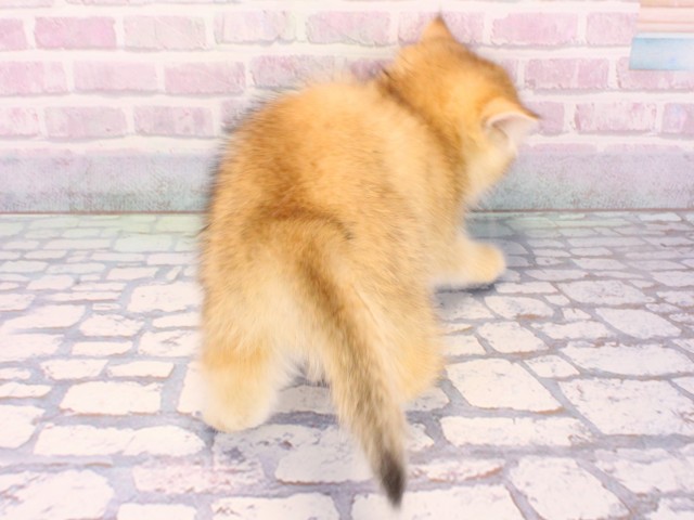 大阪府のブリティッシュショートヘアー (Coo&RIKU心斎橋店/2025年12月12日生まれ/女の子/ゴールデンティックドタビー)の子猫の3枚目の画像