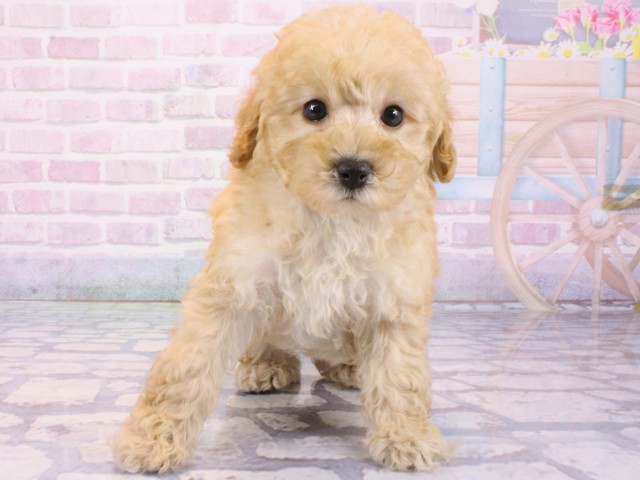 大阪府のブリティッシュショートヘアー (Coo&RIKU心斎橋店/2025年12月12日生まれ/女の子/ゴールデンティックドタビー)の子猫の4枚目の画像