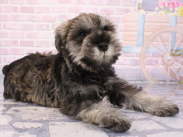 大阪府のミニチュアシュナウザー (Coo&RIKU和泉店/2025年12月23日生まれ/男の子/ソルトペッパー)の子犬の1枚目の画像