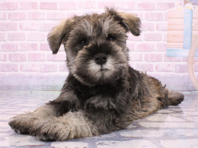 大阪府のミニチュアシュナウザー (Coo&RIKU和泉店/2025年12月23日生まれ/男の子/ソルトペッパー)の子犬の2枚目の画像