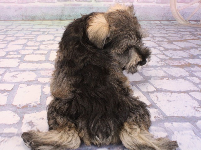 大阪府のミニチュアシュナウザー (Coo&RIKU和泉店/2025年12月23日生まれ/男の子/ソルトペッパー)の子犬の3枚目の画像