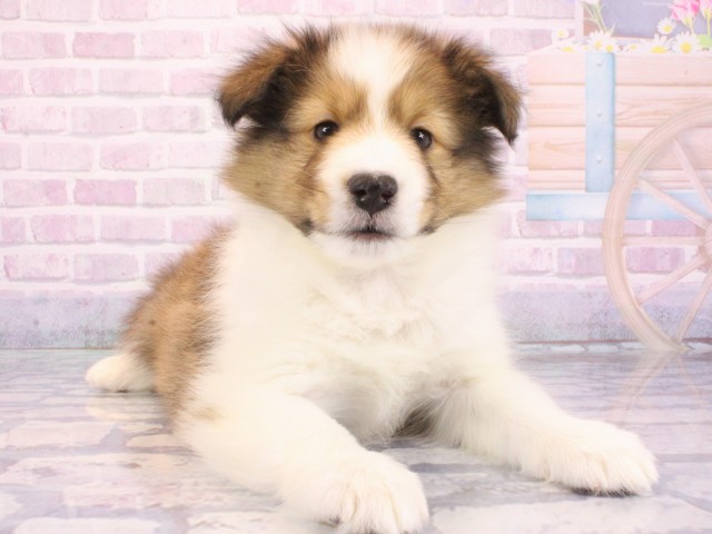 大阪府のミニチュアシュナウザー (Coo&RIKU和泉店/2025年12月23日生まれ/男の子/ソルトペッパー)の子犬の4枚目の画像