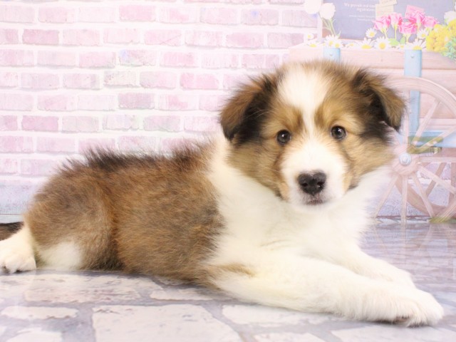 兵庫県のシェットランドシープドッグ (Coo&RIKU姫路店/2025年12月14日生まれ/女の子/セーブルホワイト)の子犬の1枚目の画像