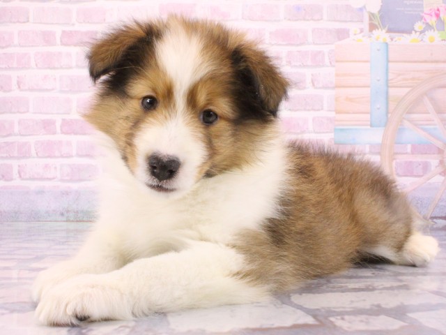 兵庫県のシェットランドシープドッグ (Coo&RIKU姫路店/2025年12月14日生まれ/女の子/セーブルホワイト)の子犬の2枚目の画像