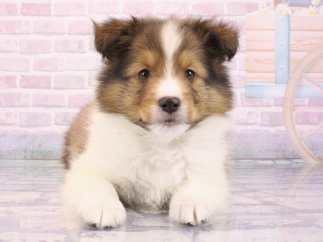 兵庫県のシェットランドシープドッグ (Coo&RIKU姫路店/2025年12月14日生まれ/女の子/セーブルホワイト)の子犬の4枚目の画像