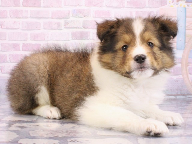 大阪府のシェットランドシープドッグ (Coo&RIKU枚方店/2025年12月14日生まれ/男の子/セーブルホワイト)の子犬の1枚目の画像