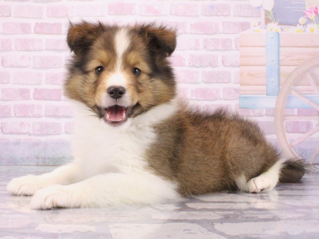 大阪府のシェットランドシープドッグ (Coo&RIKU枚方店/2025年12月14日生まれ/男の子/セーブルホワイト)の子犬の2枚目の画像