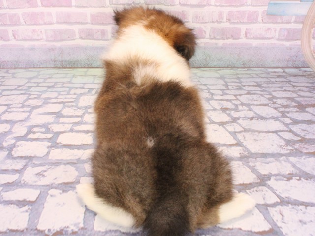 大阪府のシェットランドシープドッグ (Coo&RIKU枚方店/2025年12月14日生まれ/男の子/セーブルホワイト)の子犬の3枚目の画像