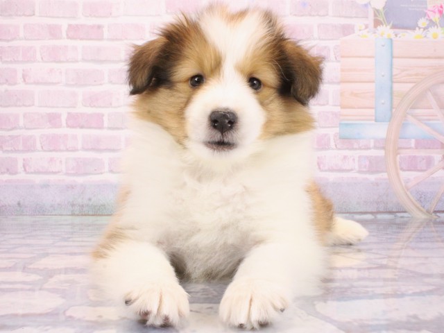 大阪府のシェットランドシープドッグ (Coo&RIKU枚方店/2025年12月14日生まれ/男の子/セーブルホワイト)の子犬の4枚目の画像