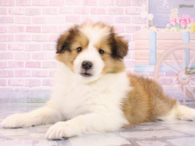 兵庫県のシェットランドシープドッグ (Coo&RIKU神戸東灘店/2025年12月14日生まれ/女の子/セーブルホワイト)の子犬の2枚目の画像