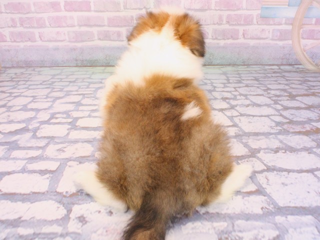 兵庫県のシェットランドシープドッグ (Coo&RIKU神戸東灘店/2025年12月14日生まれ/女の子/セーブルホワイト)の子犬の3枚目の画像