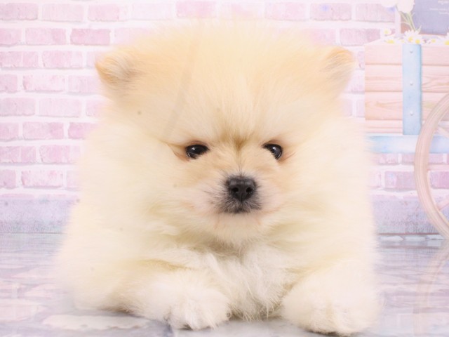 兵庫県のシェットランドシープドッグ (Coo&RIKU神戸東灘店/2025年12月14日生まれ/女の子/セーブルホワイト)の子犬の4枚目の画像